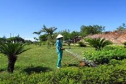 Dịch vụ cắt cây xanh TPHCM uy tín, chuyên nghiệp