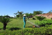 Dịch vụ cắt cây xanh TPHCM uy tín, chuyên nghiệp
