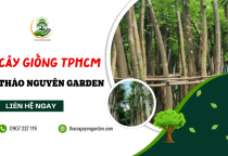 Địa chỉ mua cây giống TPHCM uy tín, giá tốt – Thảo Nguyên Garden