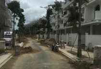 Dịch vụ chăm sóc cây xanh đang phổ biến ở TpHCM