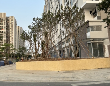 Đơn vị chuyên thi công cây xanh khu công nghiệp tại TPHCM
