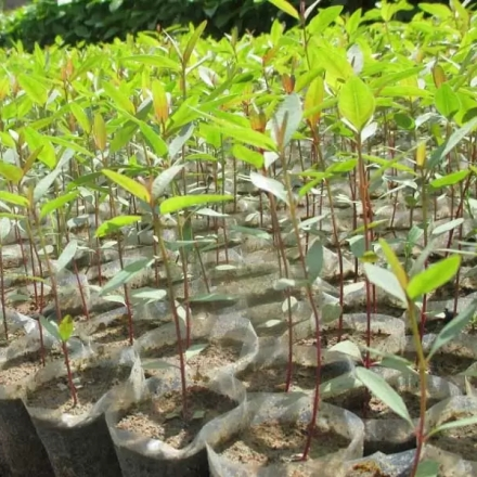 Cây Giống Lâm Nghiệp