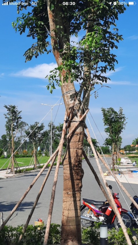 DỰ ÁN VSIP 2