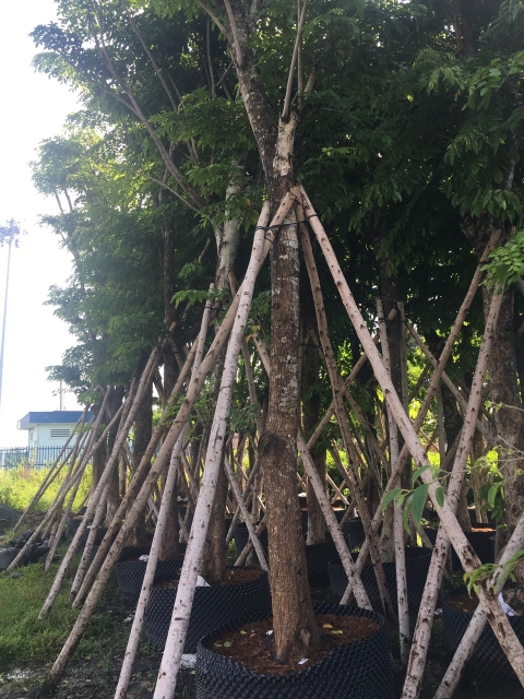DỰ ÁN CÔNG TY QUẢN LÝ TÀI SẢN TAMCARI