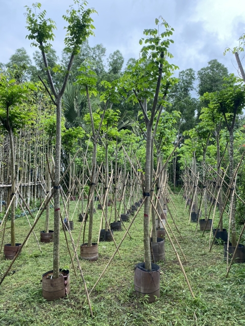 DỰ ÁN Ở MŨI NÉ