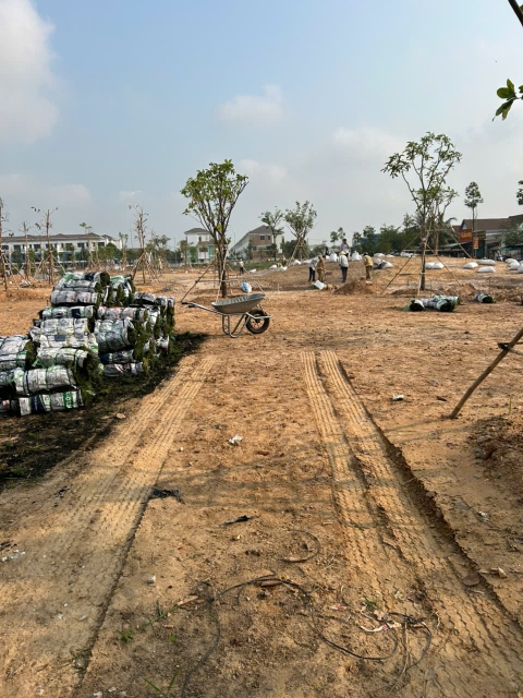 Dự Án Cây Xanh VSip