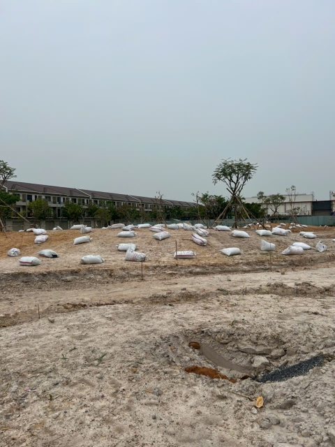 Dự Án Cây Xanh VSip