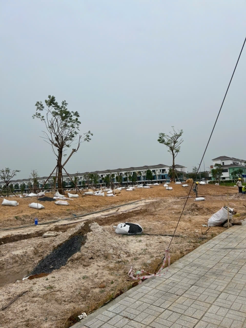 Dự Án Cây Xanh VSip
