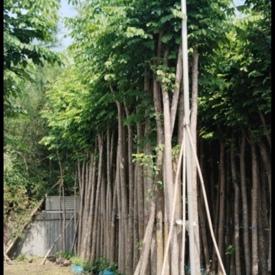 GIÁNG HƯƠNG