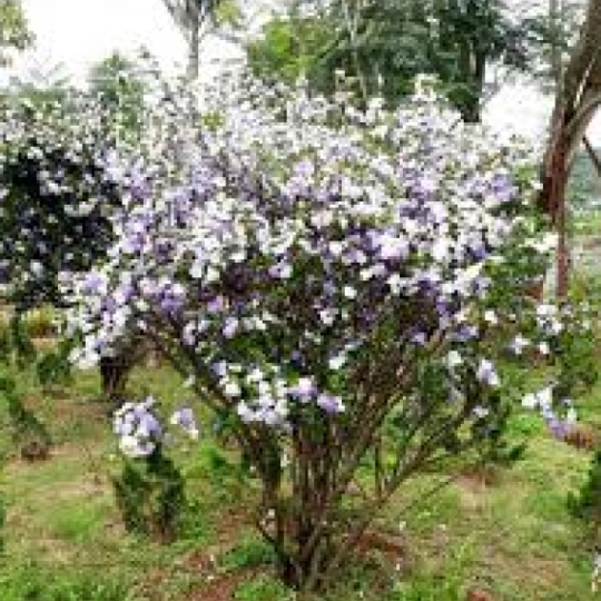 NHÀI NHẬT