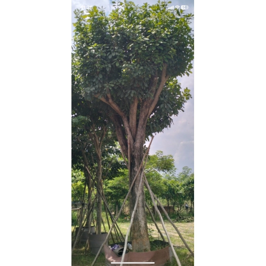 LỘC VỪNG