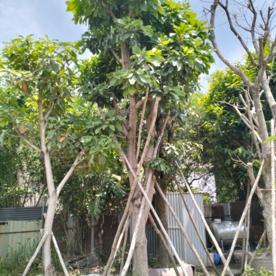 LỘC VỪNG