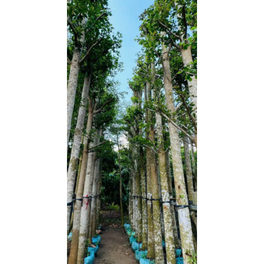 CÂY BÀNG ĐÀI LOAN