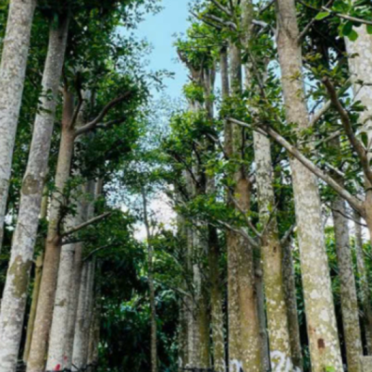 CÂY BÀNG ĐÀI LOAN