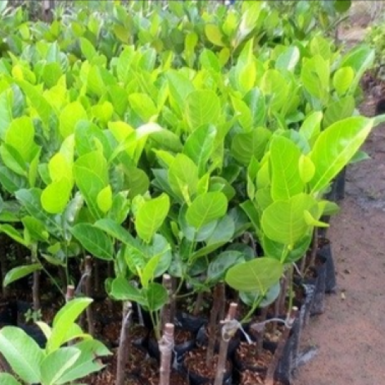 Giống mít không hạt