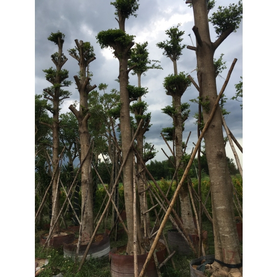 CÂY BÀNG ĐÀI LOAN