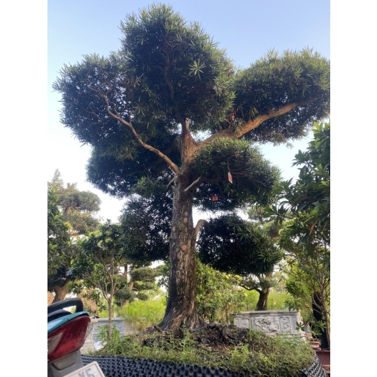 TÙNG NHẬT
