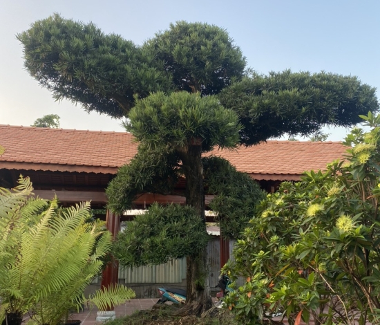 Bảo dưỡng cảnh quan