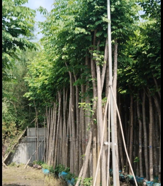 GIÁNG HƯƠNG