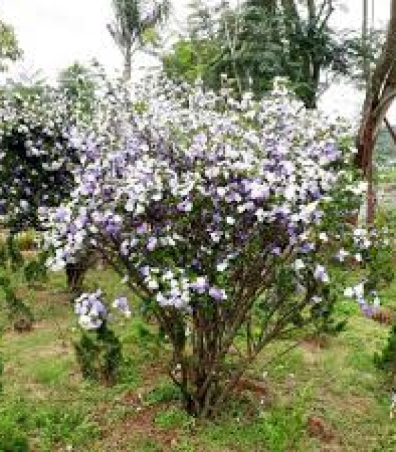 NHÀI NHẬT