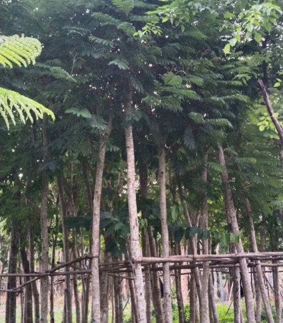 LIM XẸC