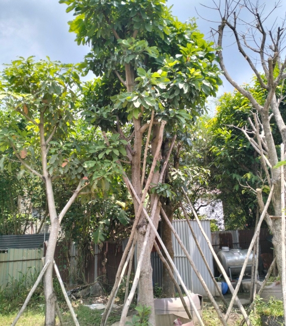 LỘC VỪNG