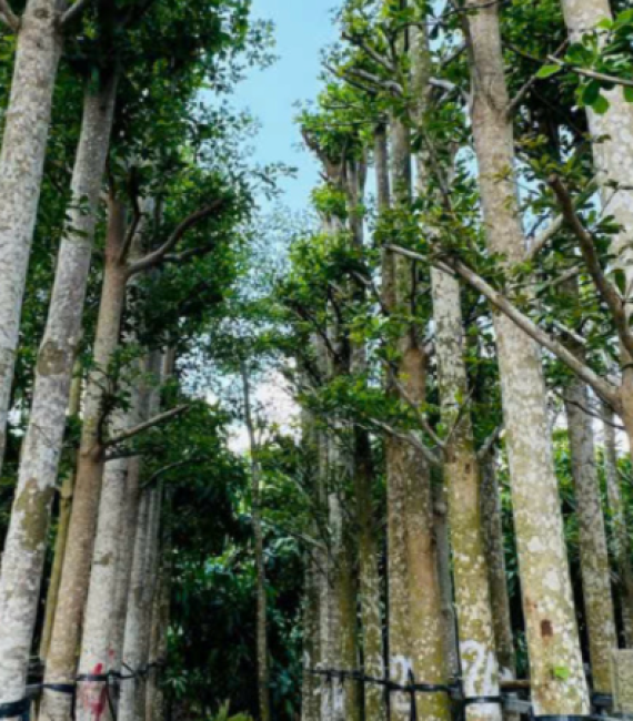 CÂY BÀNG ĐÀI LOAN