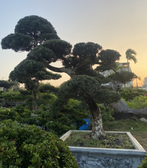 TÙNG NHẬT