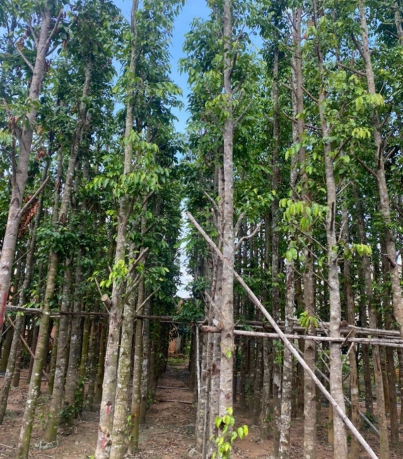 SAO ĐEN