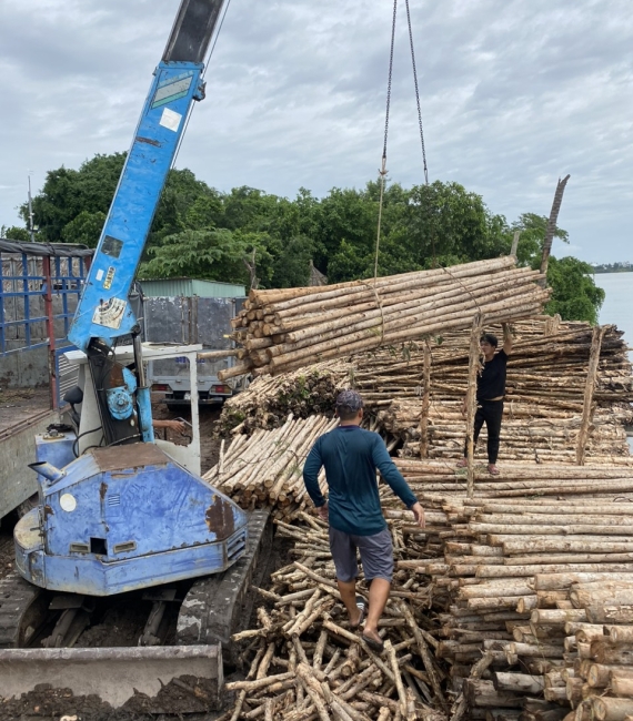 CÂY CHỐNG BẠCH ĐÀN ,TRÚC,TRÀN, TẦM VÔNG