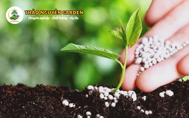 Mua bán phân bón cây cảnh Q12