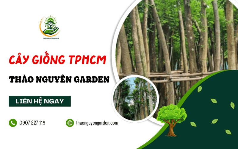 mua cây giống TPHCM