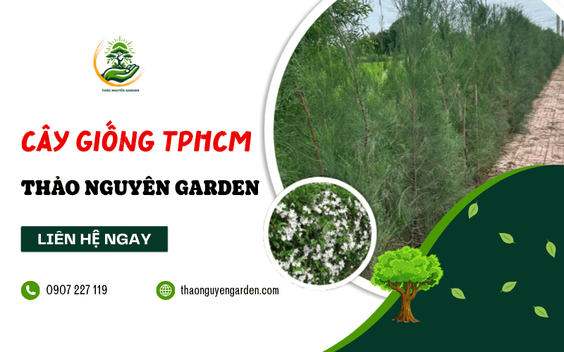 mua cây giống TPHCM