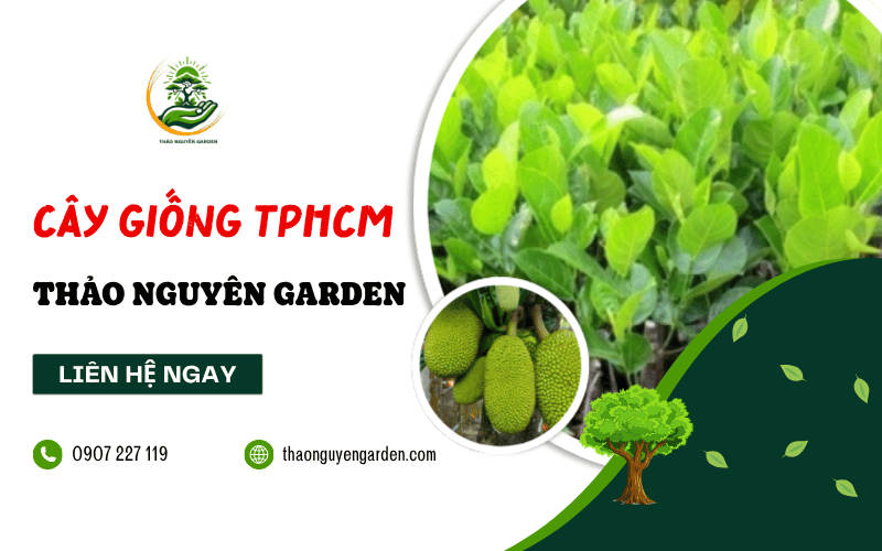 mua cây giống TPHCM